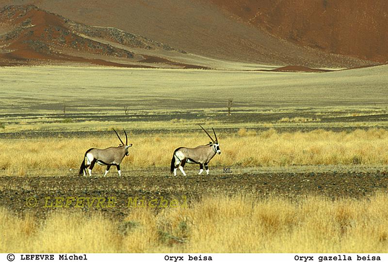 197 Oryx beisa.jpg - Oryx beisa - Oryx gazella beisa - Sossusvlei - Namibie